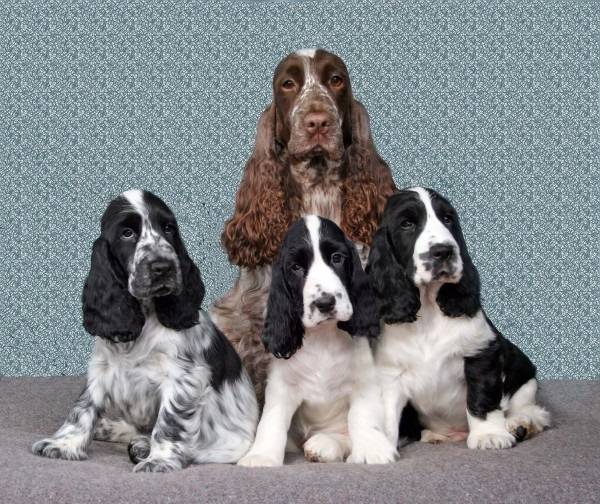 Английский спрингер-спаниель: фото и описание породы собак
английский спрингер-спаниель: фото и описание породы собак