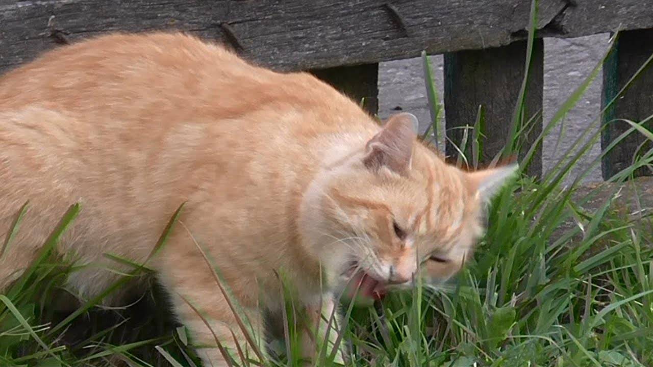 4 причины почему кошка ест землю и чем это опасно
4 причины почему кошка ест землю и чем это опасно