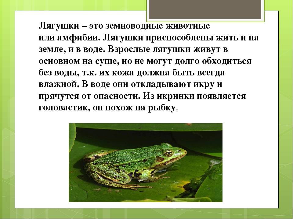 Внутреннее и внешнее строение лягушки :: syl.ru