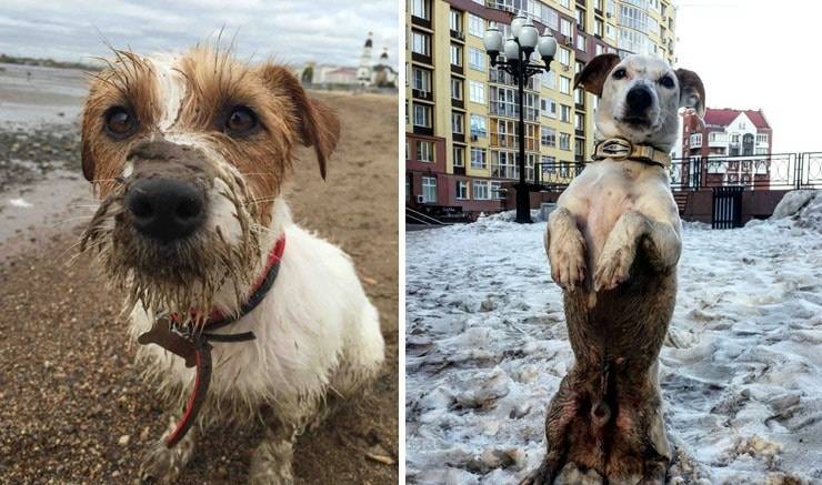 ᐉ почему собаки валяются в тухлятине и экскрементах - причины, как отучить - zoovet24.ru