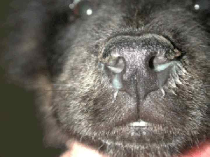 Почему у собаки появился насморк и она постоянно чихает и кашляет?