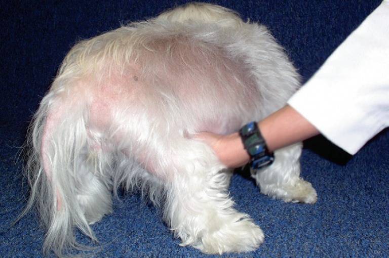 У собаки выпадает шерсть, лысеет, появляются проплешины - причины, как лечить, лекарства