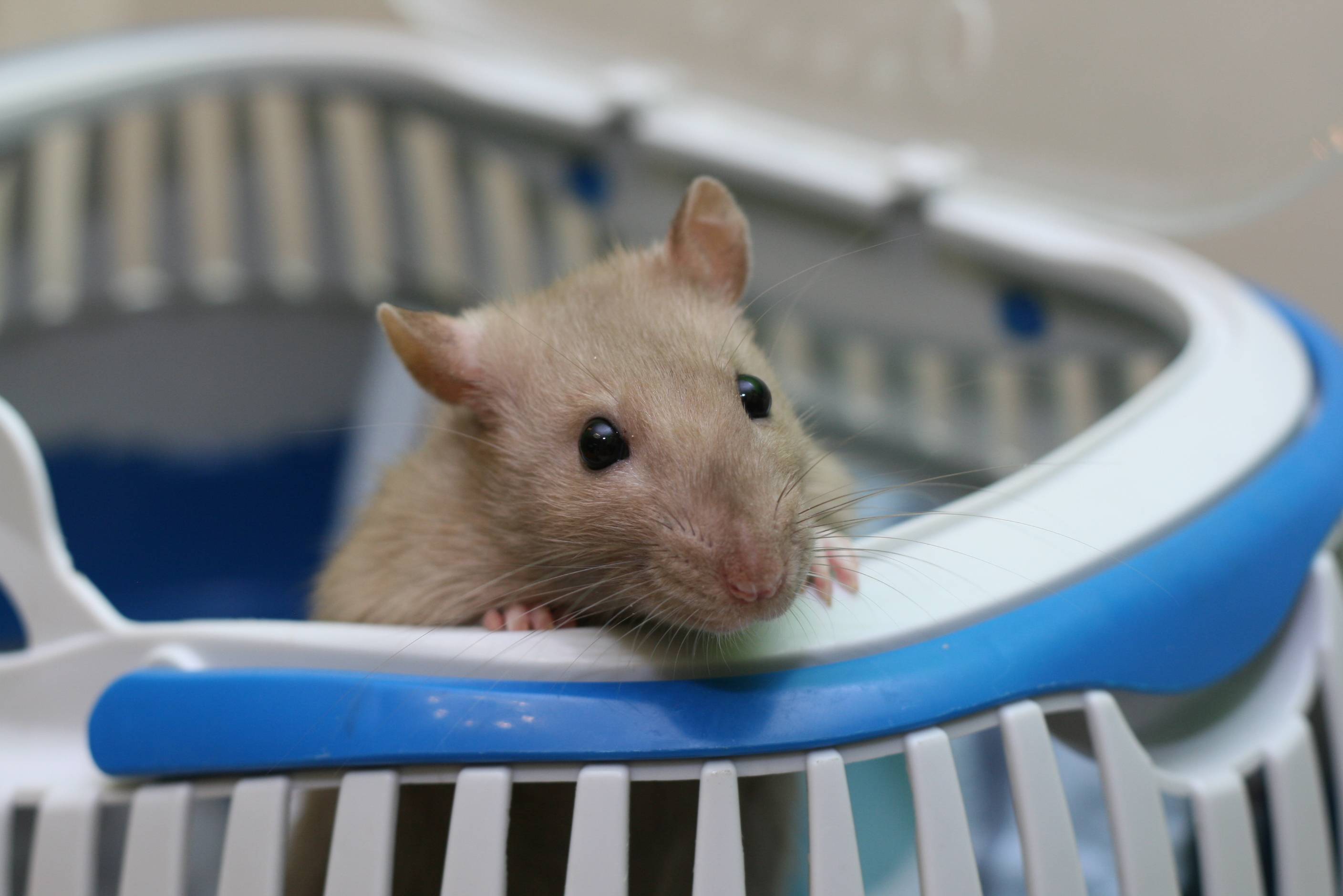 Транспортировка, адаптация и размещение крыс. крысы