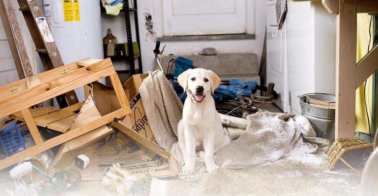 Как отучить собаку лаять дома, в отсутствии хозяина и когда она остается одна дома