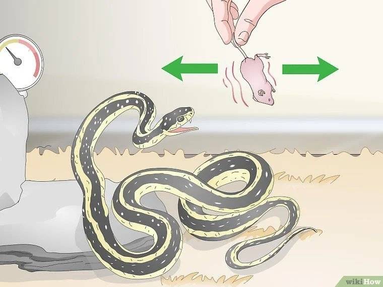 Чем кормить змей дома: рацион, корм, советы | главная