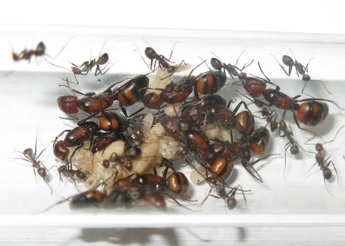 Обзор ярких представителей тропических муравьев амазонии
