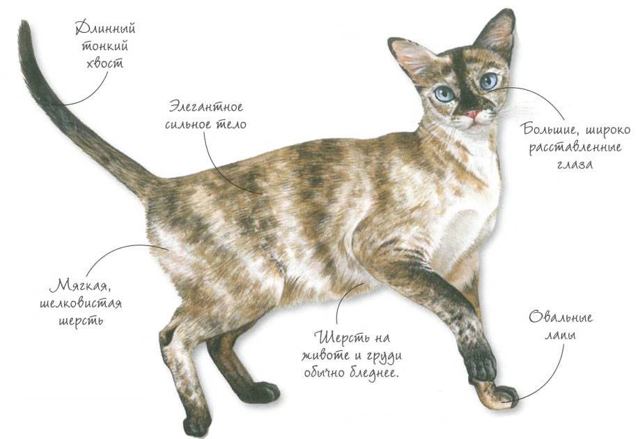 Подробная характеристика тонкинской кошки: внешний вид и характер породы
