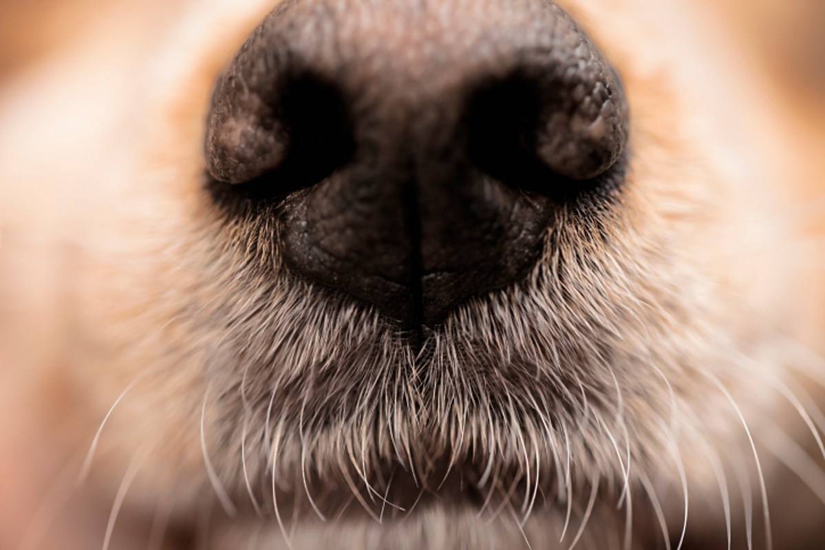 Если у собаки горячий нос: стоит ли беспокоиться