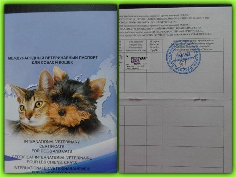 Волосяной покров у кошек для паспорта