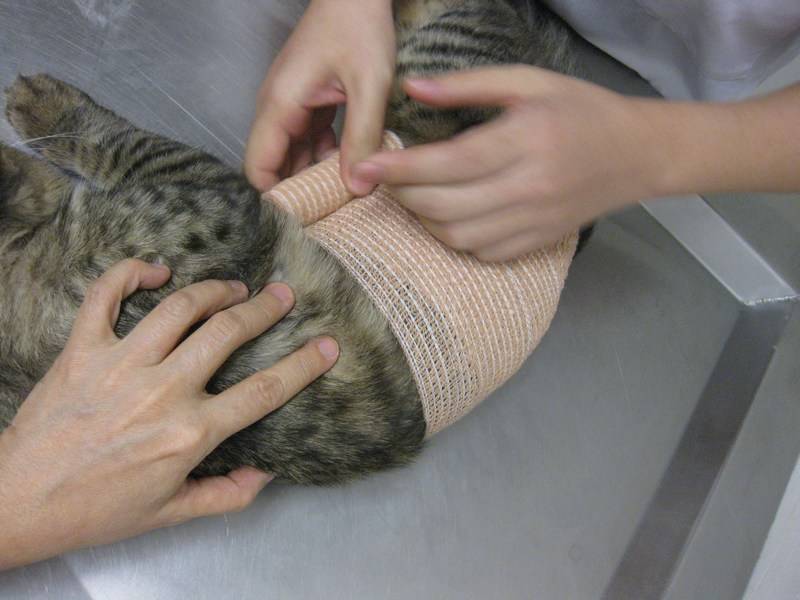 Грыжа на животе у кошки - возможные причины, лечение и профилактика