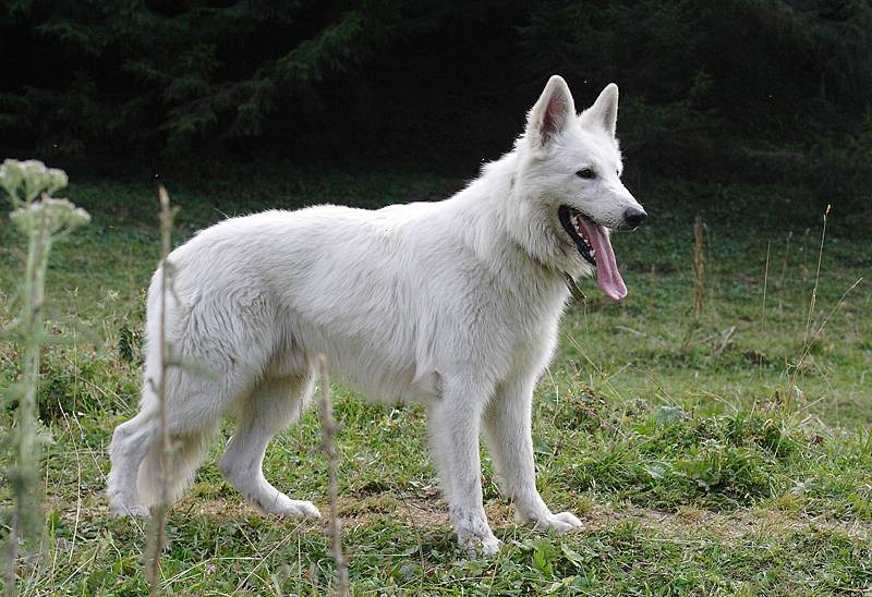 Характеристика внешности и поведения собак породы белых швейцарских овчарок