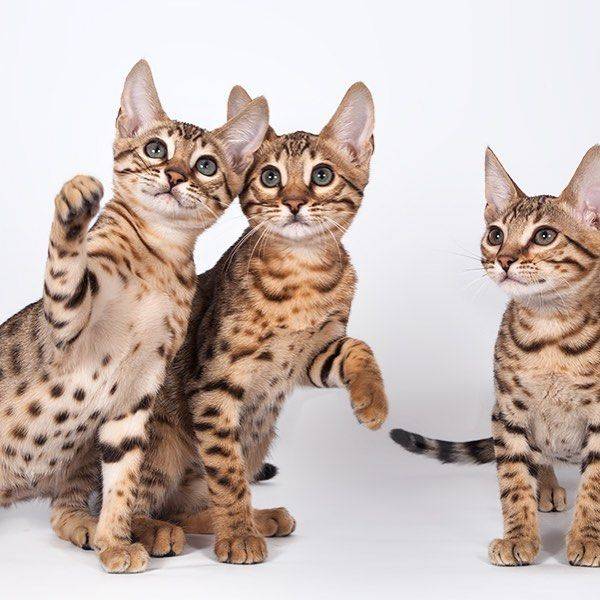 Сомалийская кошка: описание породы, характер, происхождение, особенности внешнего вида, ухода и содержания, фото