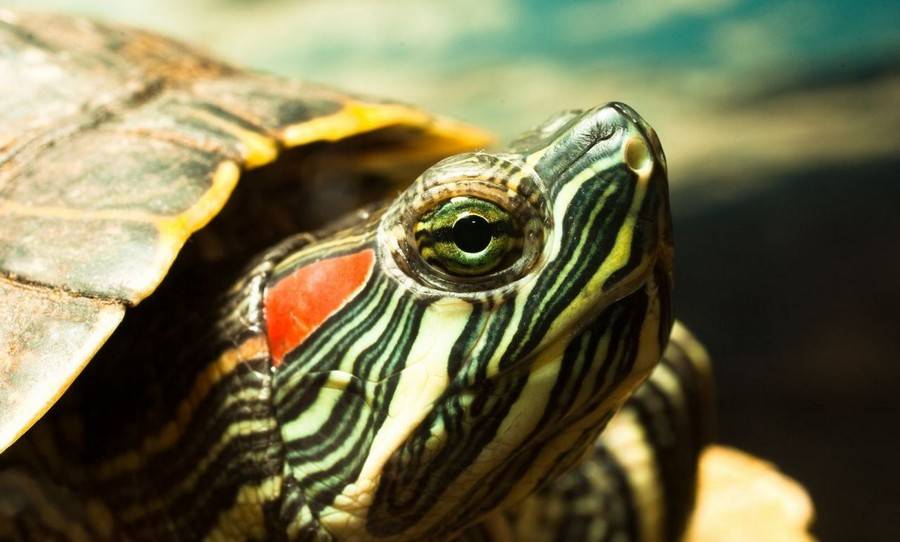 Красноухая черепаха. содержание, уход и кормление в домашних условиях