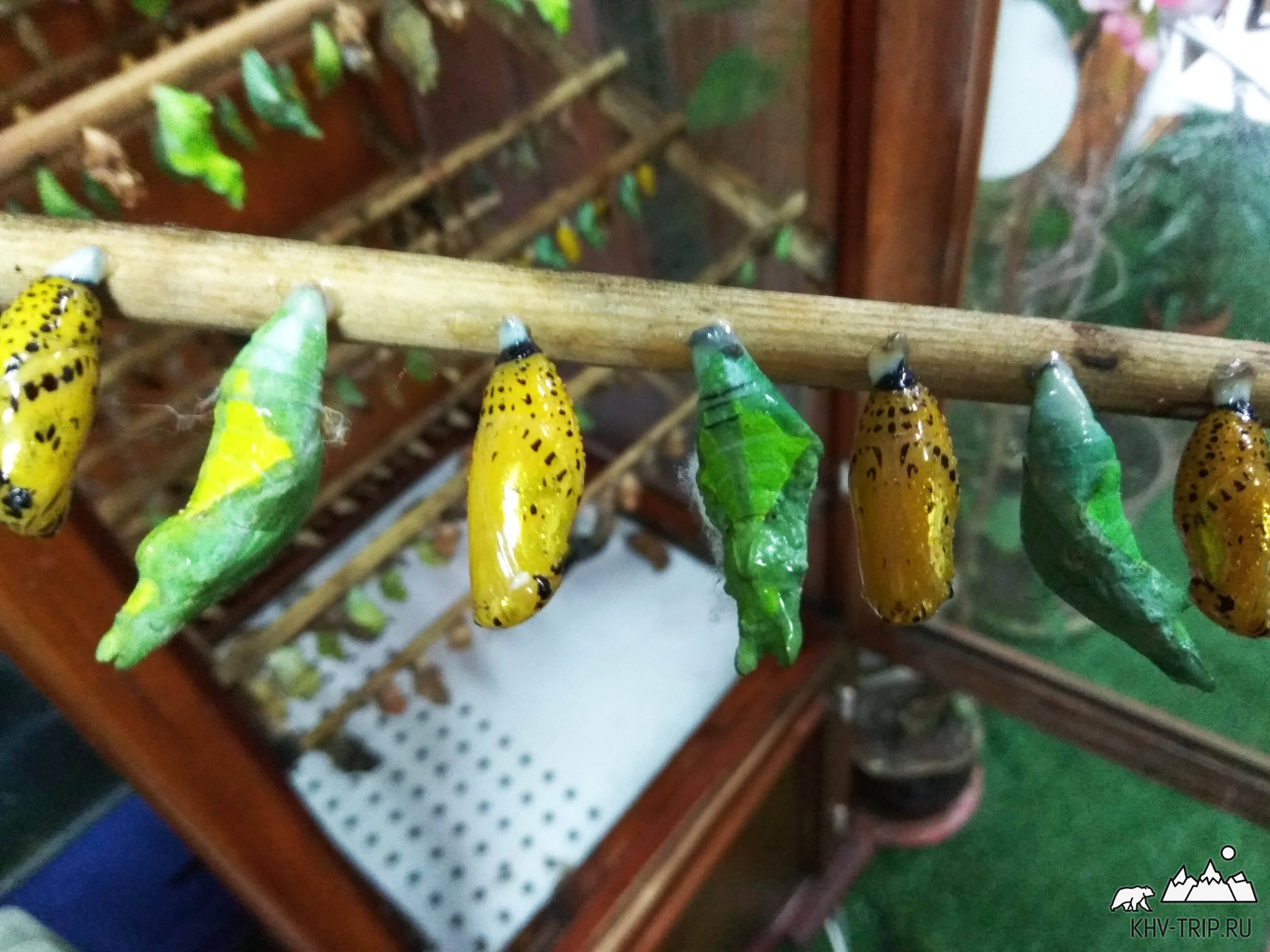 Бизнес по разведению бабочек: надежный доход от хрупкой красоты