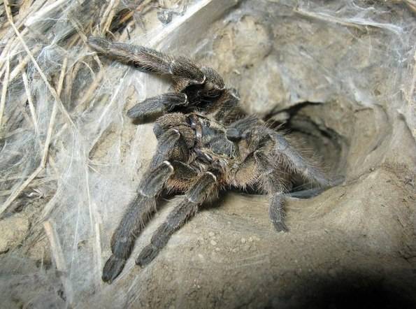 Домашний мексиканский паук птицеед – содержание, сколько живёт, чем кормить