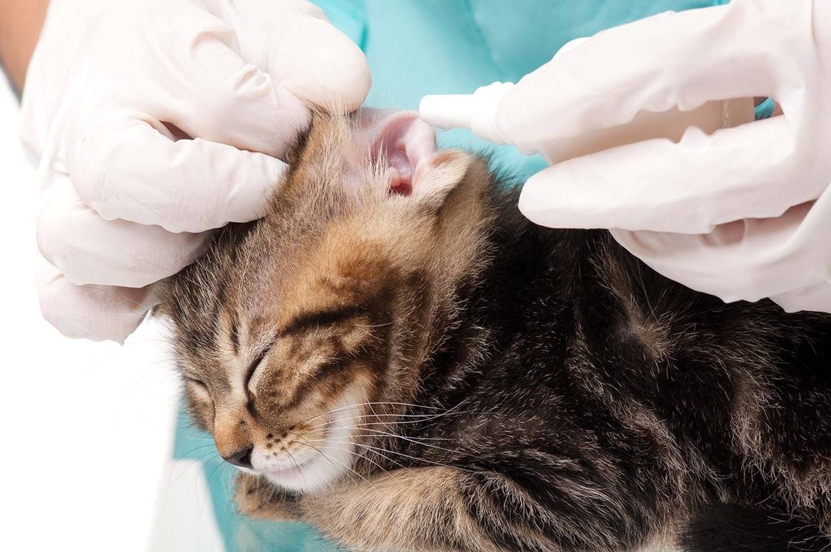 Болячки на ушах и голове у кошки