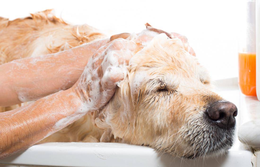 Чем заменить шампунь для собак