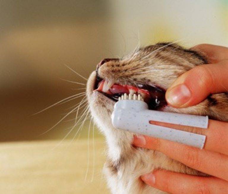 Как почистить зубы коту в домашних условиях: средства, инструкции, выбор зубной пасты для кошек