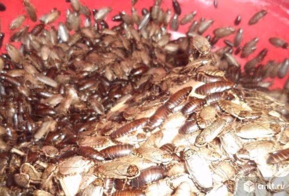 Мраморные тараканы - отличные питомцы и кормовой материал