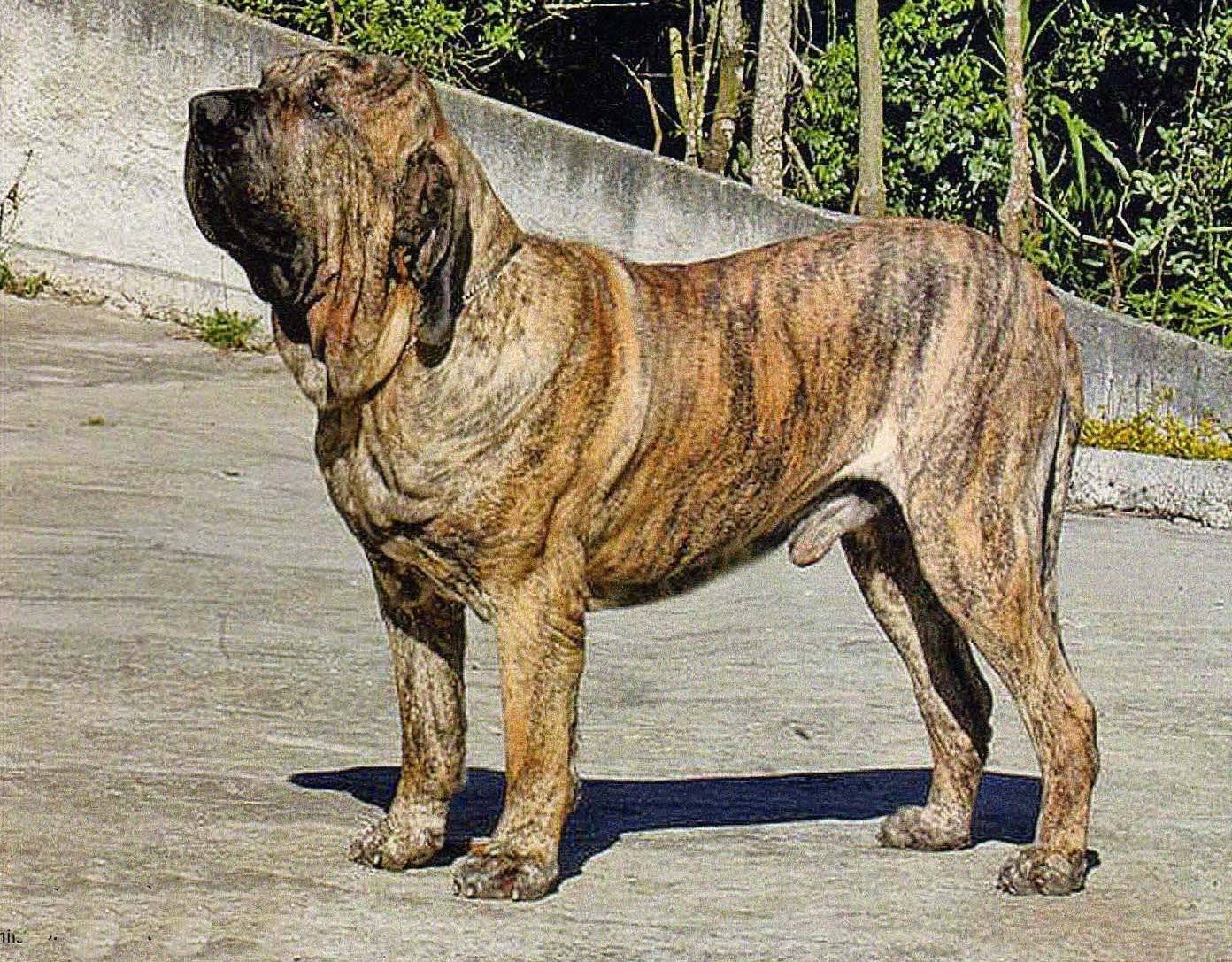 Описание породы собак фила бразилейро: характер, уход, предназначение