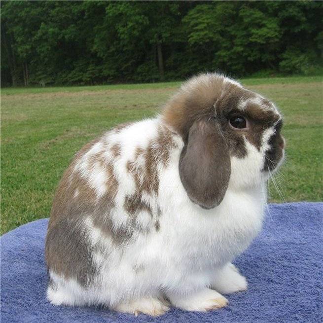 Породы декоративных кроликов с фотографиями и описанием, самые популярные виды домашних кроликов