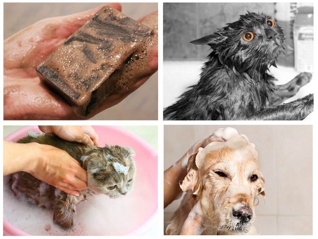 Дегтярное мыло от блох у кошек и у собак - как правильно применять?