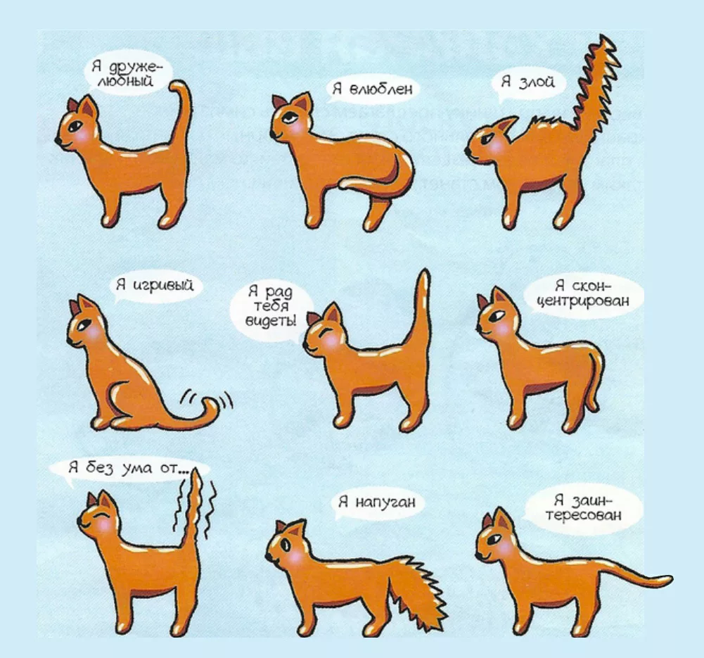 Как понять кошку по хвосту? | ваши питомцы