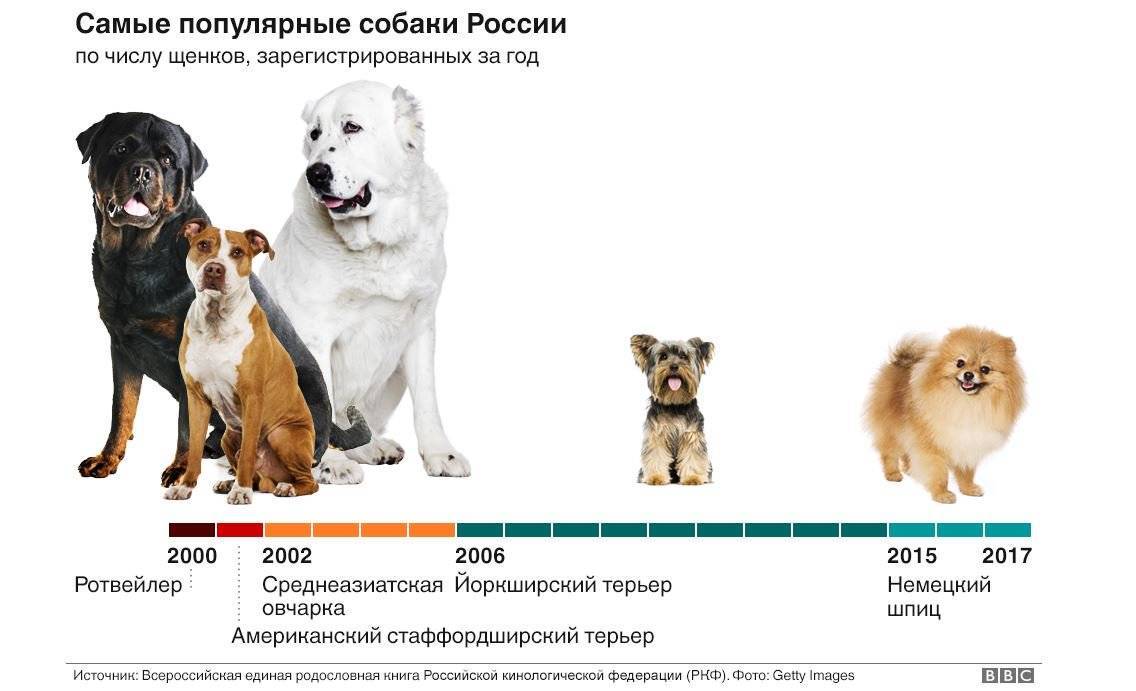 Сколько пород собак существует в мире — можно ли определить точное количество