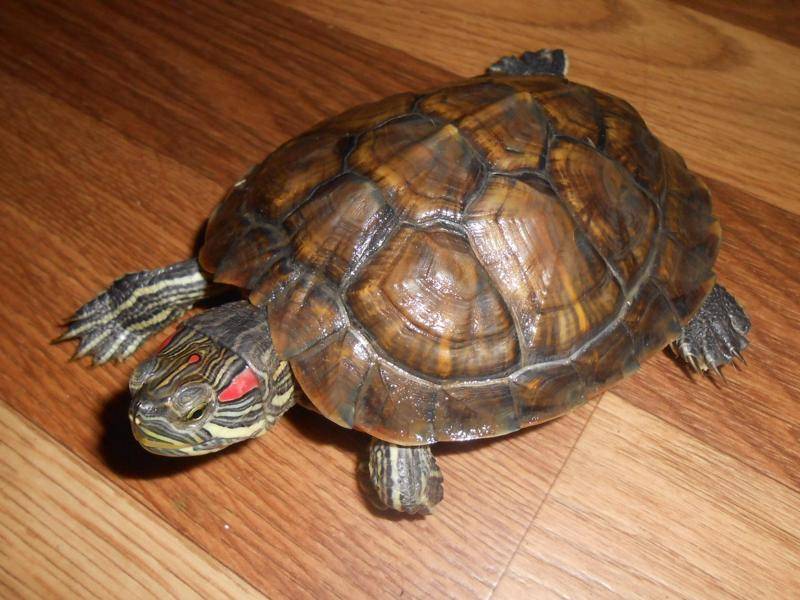 Красноухая черепаха перестала есть и стала малоподвижна — что делать?