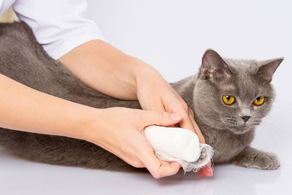 Какие антибиотики широкого спектра действия дают кошкам для лечения инфекций и гнойных ран?