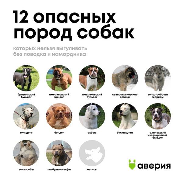 Список опасных пород собак в россии в 2021 году: все породы с новыми поправками
