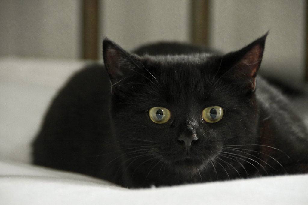 Все о кошках черных. черные кошки: темная история с генетикой, особенности характера и прочая мистика