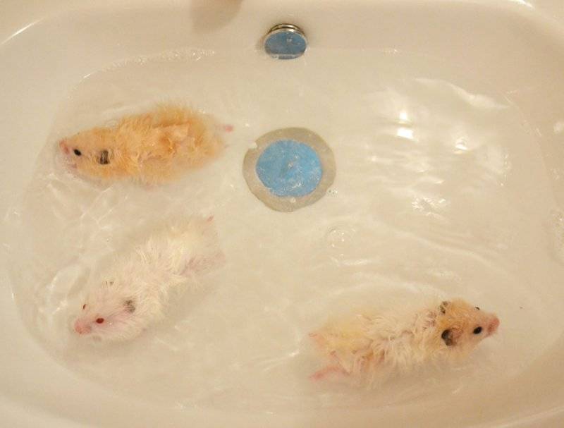 Можно ли купать хомячков в воде или как мыть хомяка в домашних условиях
