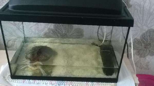 Как ухаживать за красноухой черепахой в домашних условиях: правила содержания, ухода и кормления питомца