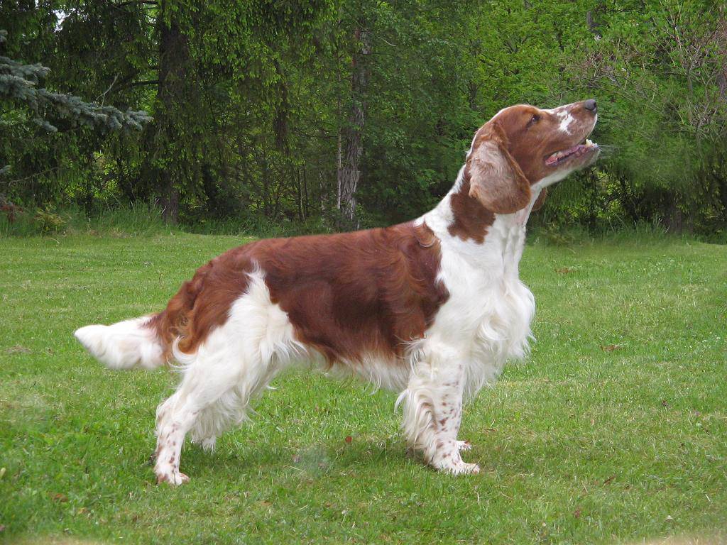 Вельш-спрингер-спаниель: описание породы собак с фото и видео