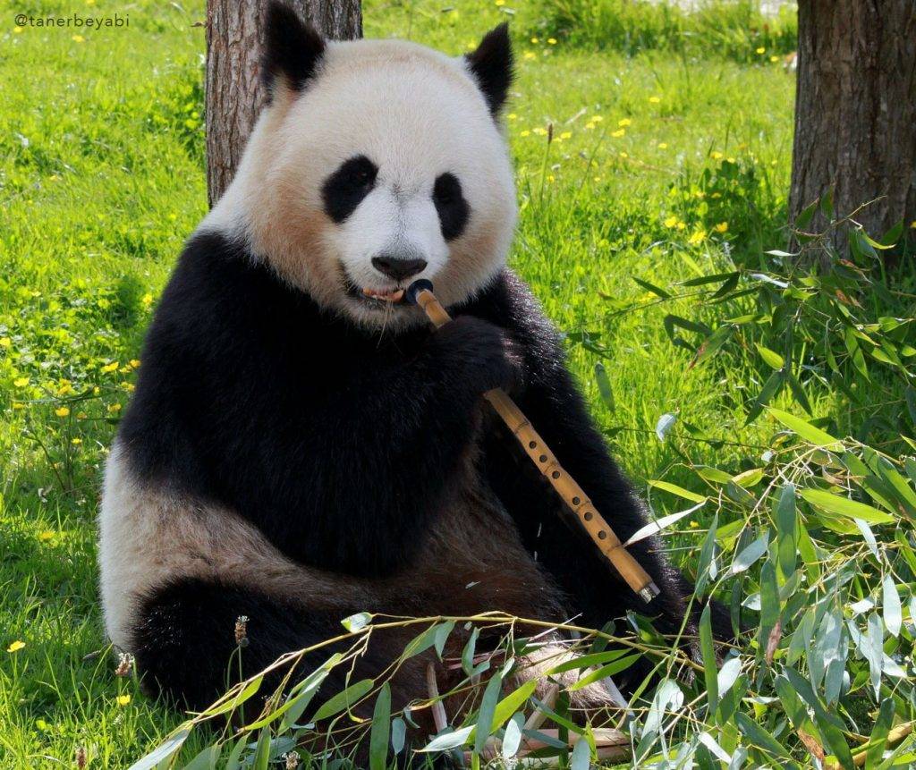Зоопарки мира с пандами | зооляндия