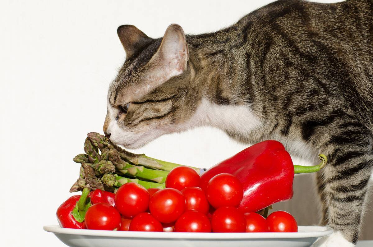 Какими продуктами нельзя кормить собак и кошек