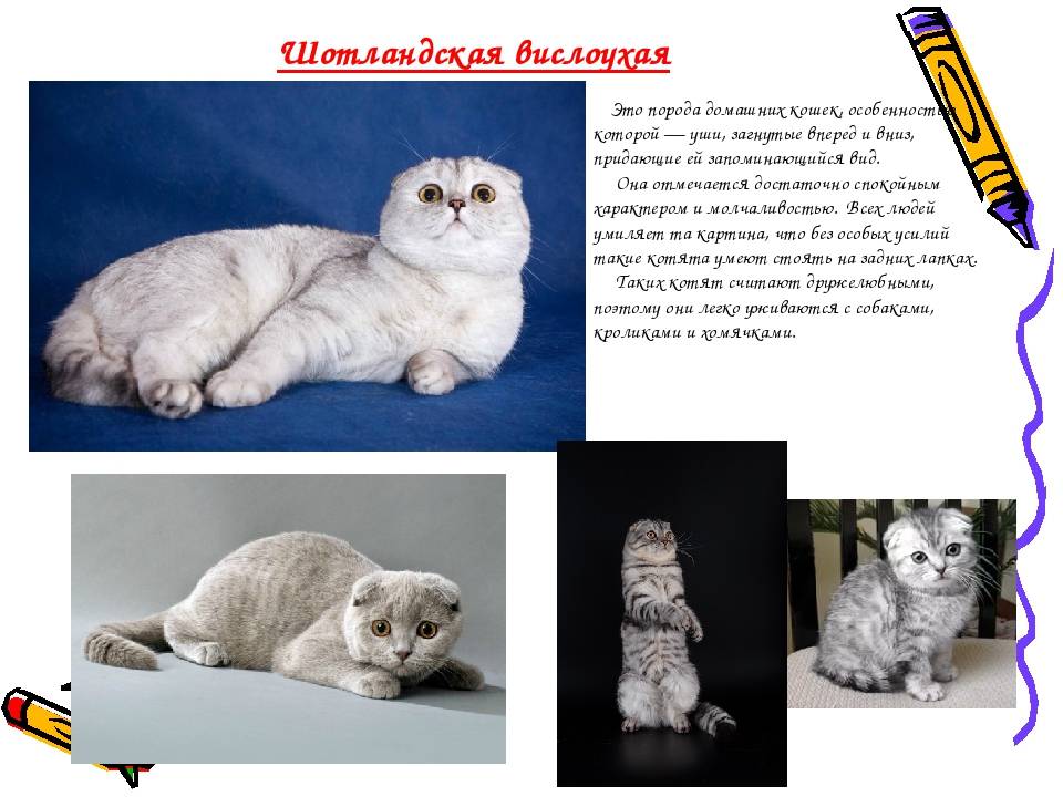 Шотландская кошка: фото, описание, характер, стандарт породы кошек