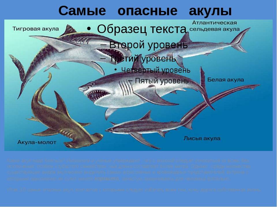 Колючие акулы. катран - черноморская акула, опасная для человека
