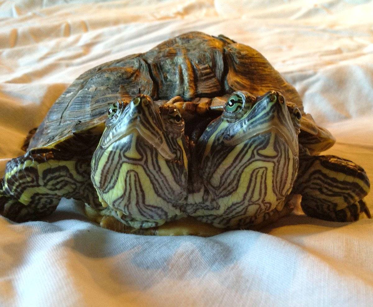 Спячка черепах, как зимуют черепахи