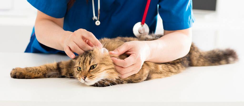 Гемобартонеллез кошки: симптомы болезни, лечение и прогноз