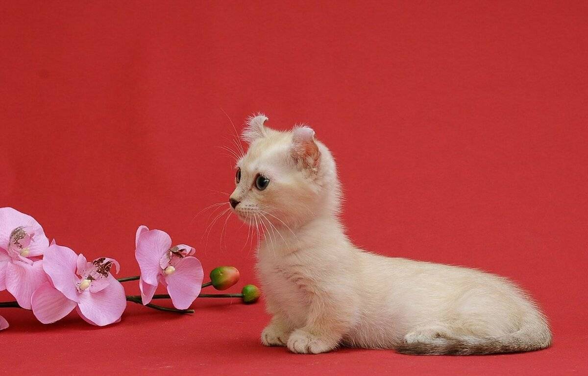 Самая маленькая порода кошек в мире, топ-10 карликовых мини котов мелкого размера, которые не растут