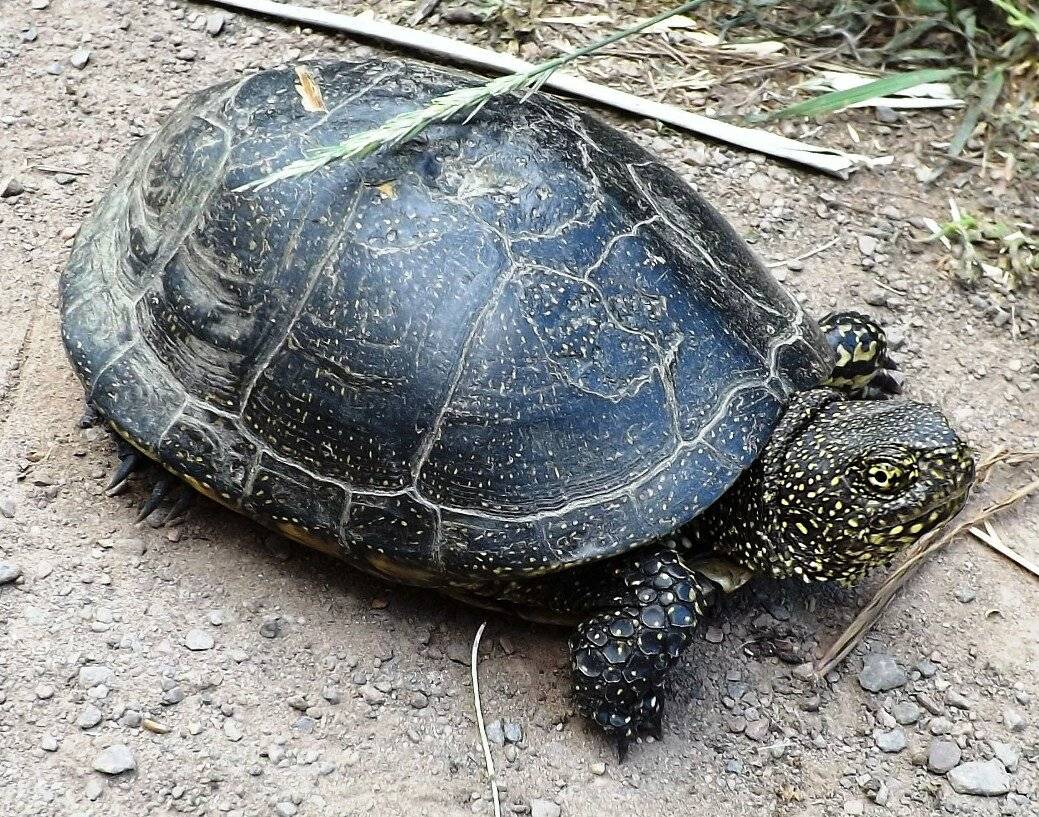 Болотная черепаха (sternotherus odoratu): содержание в домашнем террариуме