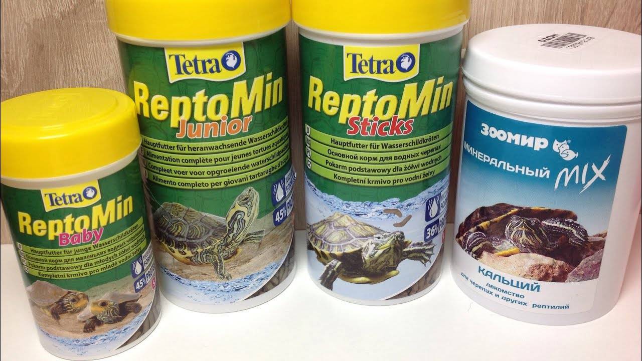 Как выбрать террариум для сухопутных черепах? :: syl.ru