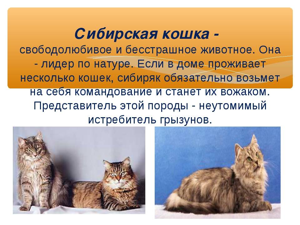 Содержание породы мейн-кун: особенности, уход и кормление большого кота