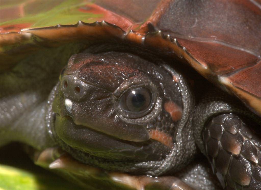 Черепаха: виды, особенности, где живут, что едят, размножение, интересные факты, 105 фото