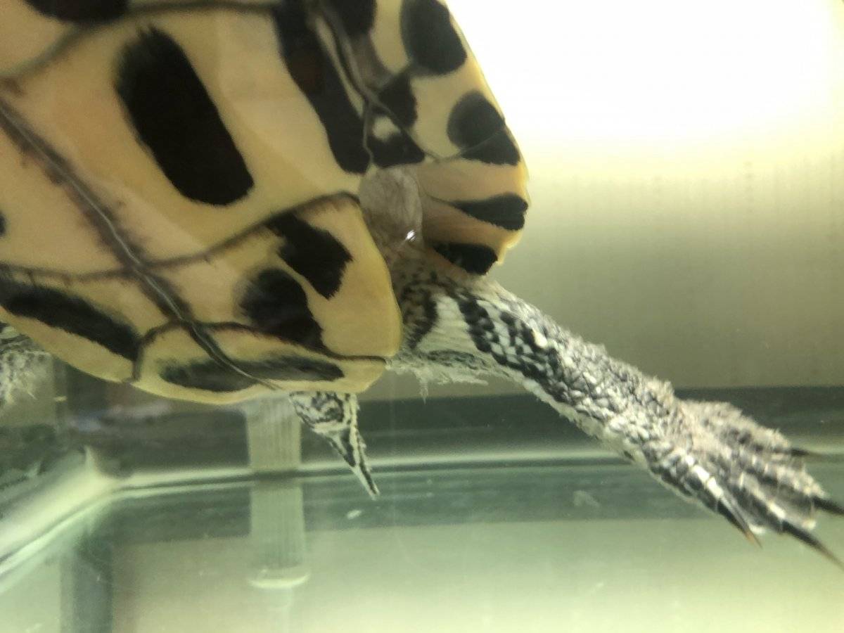 Красноухая черепаха в домашних условиях: уход и содержание, кормление, болезни, фото, сколько живут красноухие черепахи