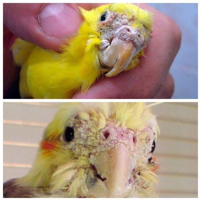 Чем болеют волнистые попугайчики?