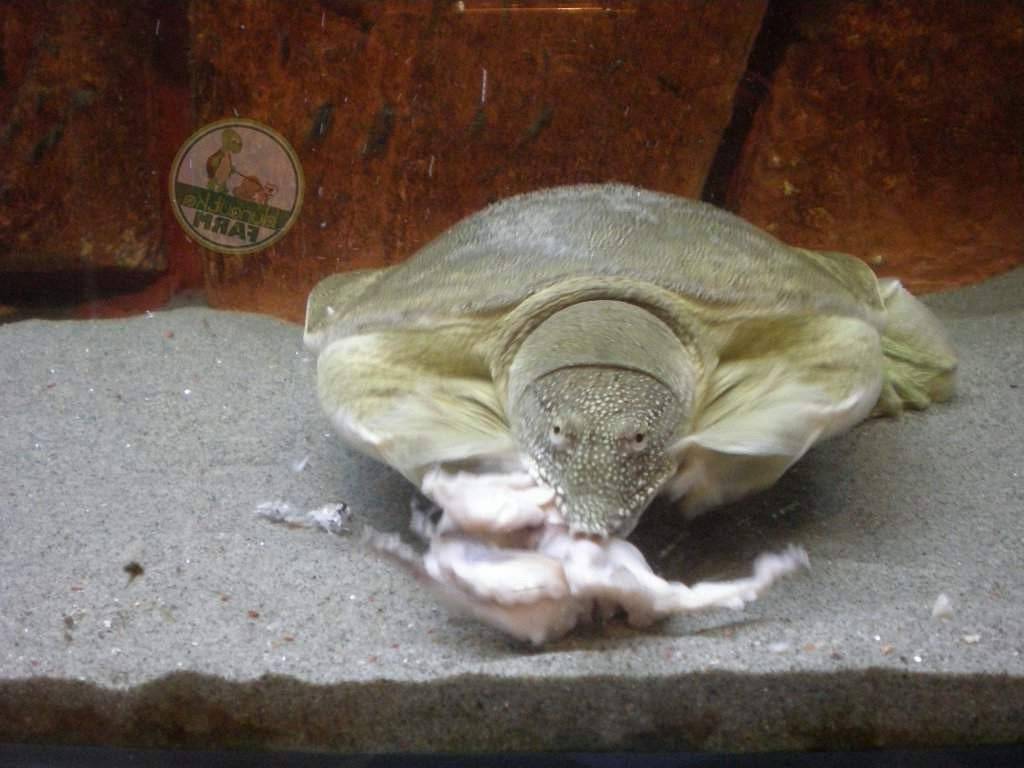 Все о дальневосточной черепахе трионикс: что ест, как содержать в домашних условиях
