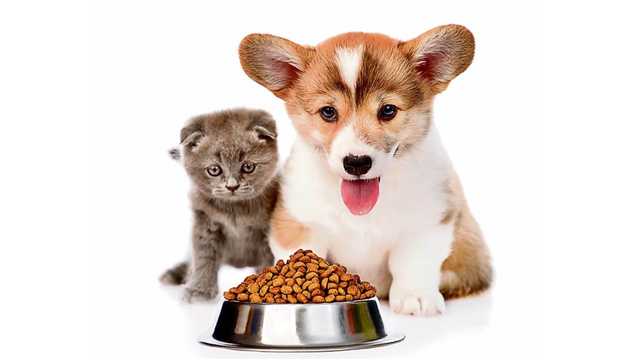 Можно ли кошке давать собачий корм (сухой или влажный): советы